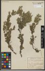 Foto von Salix serpyllifolia Scop.
